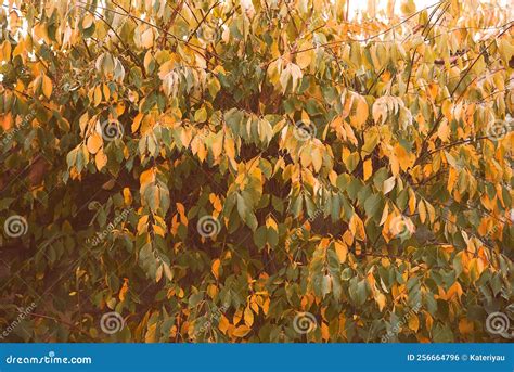 Red And Orange Autumn Leaves Background Stock Photo Image Of Color