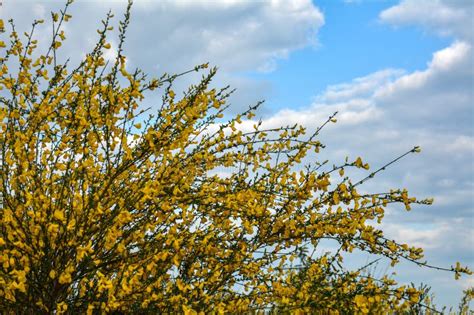 Common Broom Or Scotch Broom Cytisus Scoparius Stock Photo Image Of