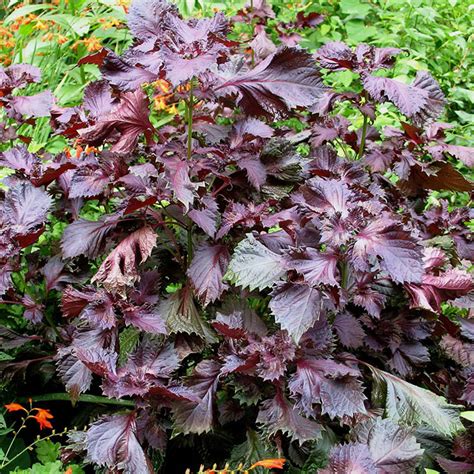 perilla mint poisoning  horses