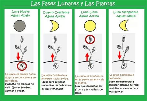 Las fases lunares y las plantas Maceteros de jardín Jardineria y