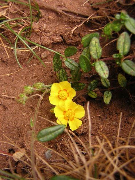 Helianthemum Nummularium Eliantemo Maggiore Piante Magiche