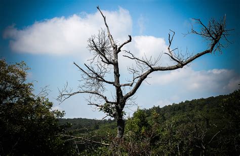 Fotos Gratis Paisaje Rbol Naturaleza Bosque C Sped Rama