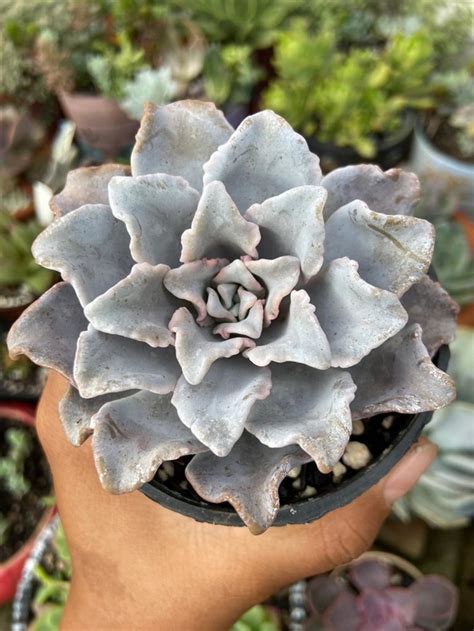 Echeveria Crispate Beauty Comprar Em Quintal Da Drece