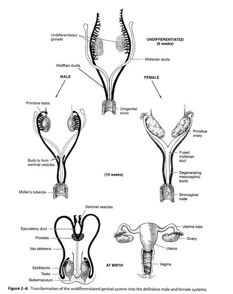 Diagram Of The Utensils And Their Functions