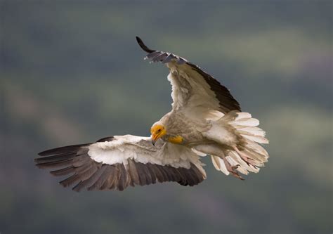 Saving Vultures Emergency Fund Birdlife International