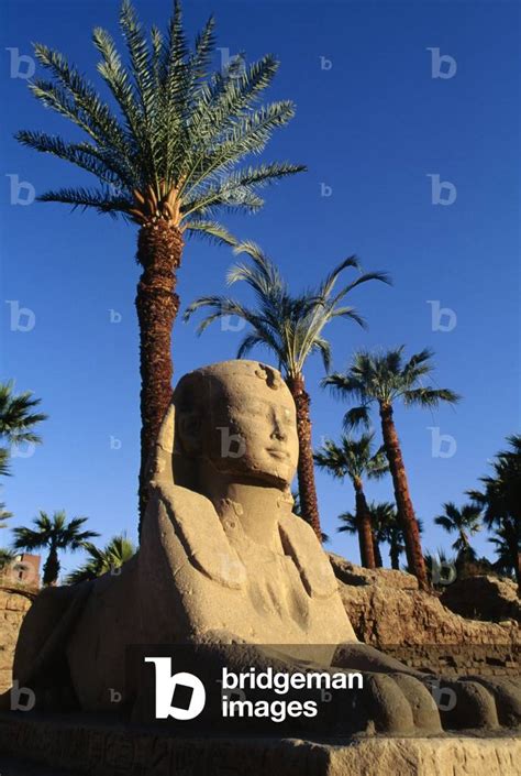 Sphinx One Of Statues Of Avenue Of Sphinxes Temple Of Amun Theban