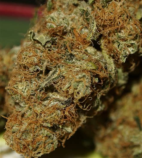 Single plant harvest - Northern Lights, 400w HPS, 9 weeks flowering : r