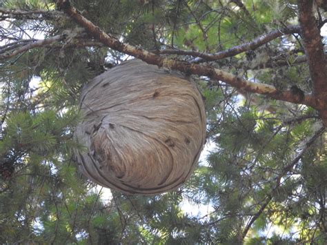 A Huge Paper Wasp Nest Has Appeared High In A Douglas Fir Tree On Our Property Mendonoma