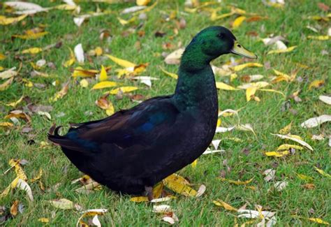 Deutsche Pekingente Legeleistung Charakter Und Haltung