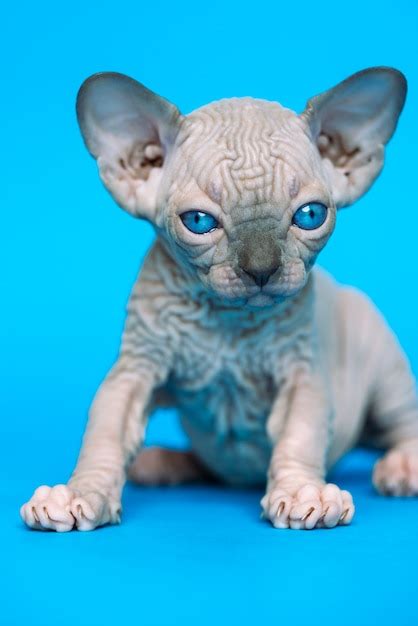 Premium Photo Excellent Hairless Kitten Of Canadian Sphynx Cat Breed