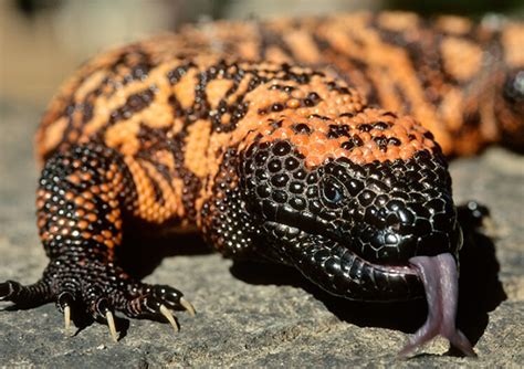 Gila Monster Facts Pictures Information And Video Discover The Only