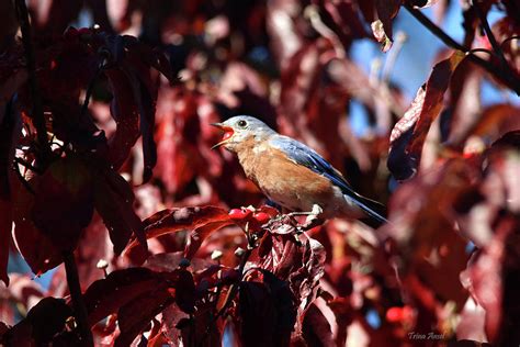 Bluebird Eating Berries Photograph By Trina Ansel Fine Art America