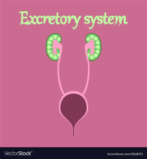 Free Human Organ Icon In Flat Style Excretory System Vector Image