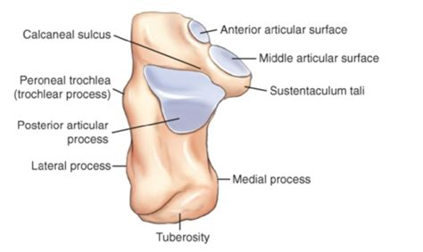 Anatomy Of Foot And Ankle Flashcards Quizlet