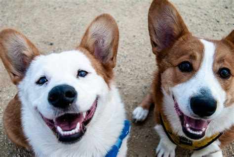 Corgi Colors: A Guide to the Beautiful Coat Variations