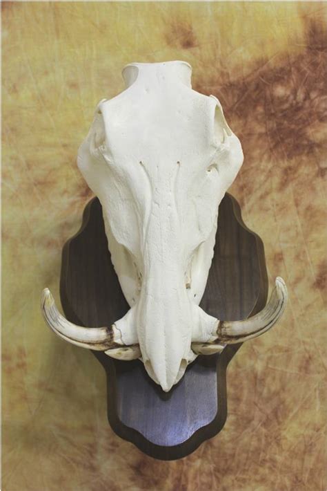 hog skull | Otten Brothers Taxidermy