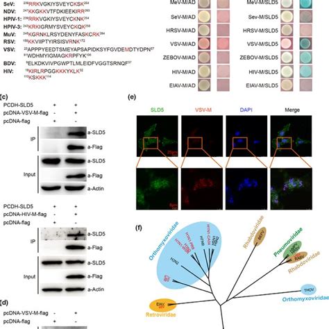 Sld Interacts With Matrix Proteins Of Several Rna Viruses A The