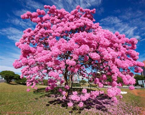 Handroanthus Heptaphyllus Flickr