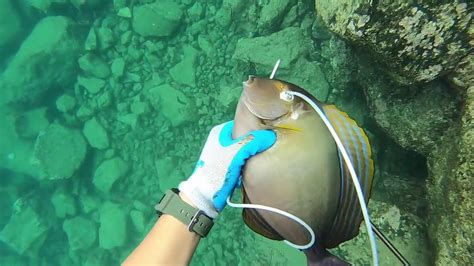 Spearfishing Surgeonfish In Hawaii Diving For Dinner Ep4 Youtube