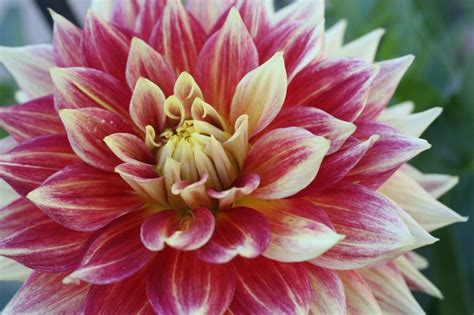 Giant Dahlias Flowers Dream Big Dahlia