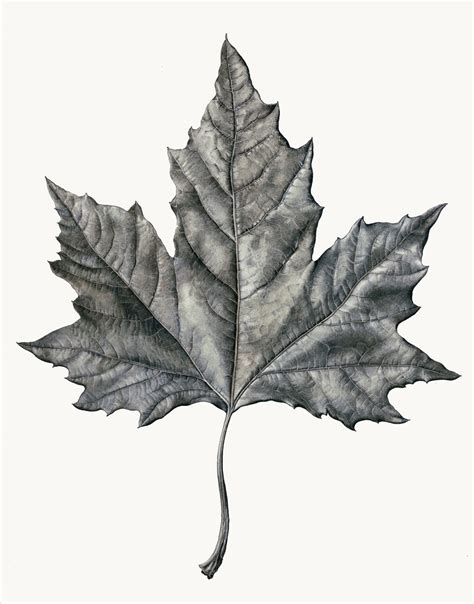 Realistic Leaf Pencil Drawing - bestpencildrawing