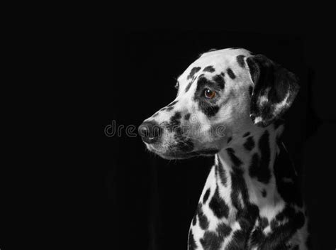 Het Portret Van Een Dalmatische Hond In De Hoek Van Het Beeld Dat