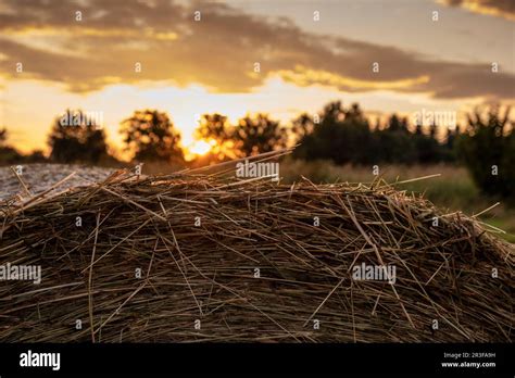 Hay Harvest In July Stock Photo Alamy