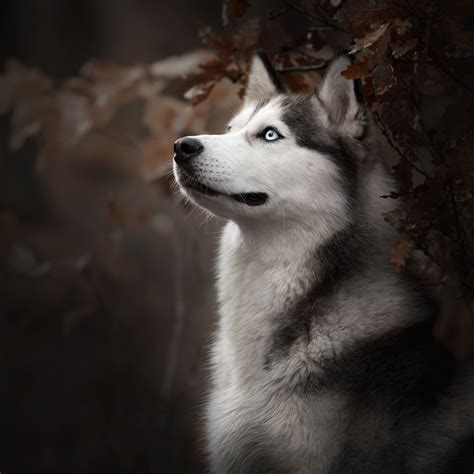 Husky Wallpapers on WallpaperDog