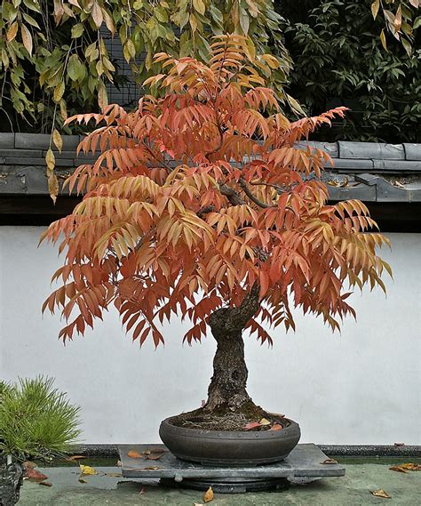 Sumac Bonsai Valavanis Bonsai Blog