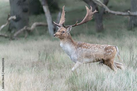 Male Fallow Deer Dama Dama In Rutting Season In The Forest Of