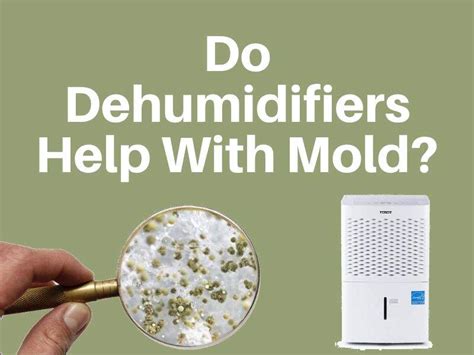 Do Dehumidifiers Help With Mold?