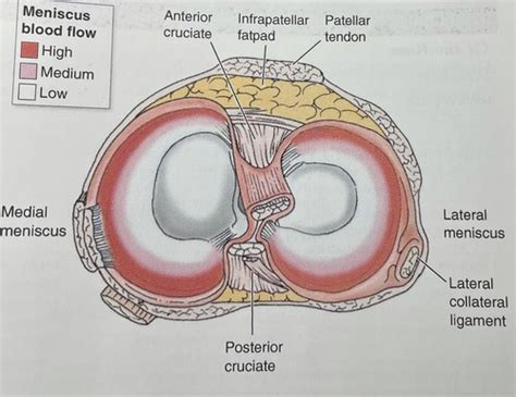 Knee Pathology Flashcards Quizlet