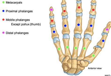 Wrist Hand Lecture Flashcards Quizlet