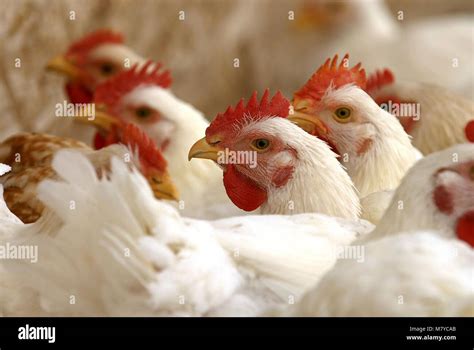 Curies De Poulets De Chair Banque D Image Et Photos Alamy