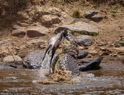 Crocodile Swings Wildebeest Around In Its Jaws Before Ripping Off Its