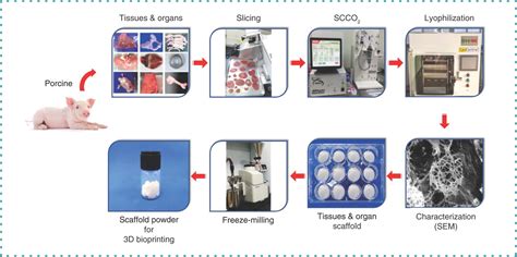 Full Article Protocols For The Preparation And Characterization Of