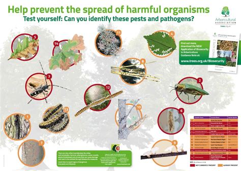 Pests And Diseases Tree Care Supporters