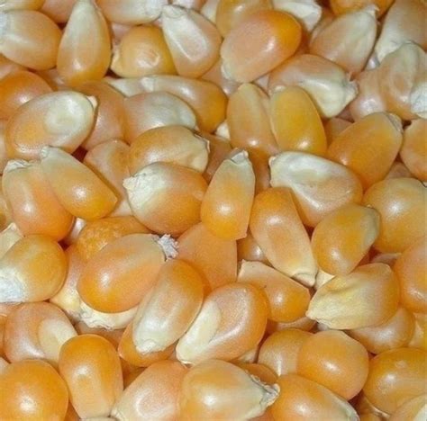 Natural Dry Organic Yellow Maize Seeds For Food Processing Packaging