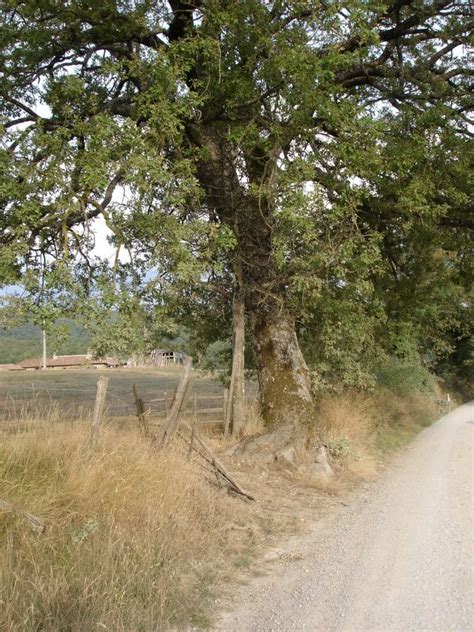 Castello Di Volpaia Radda Montenisa Foto Ingrandita