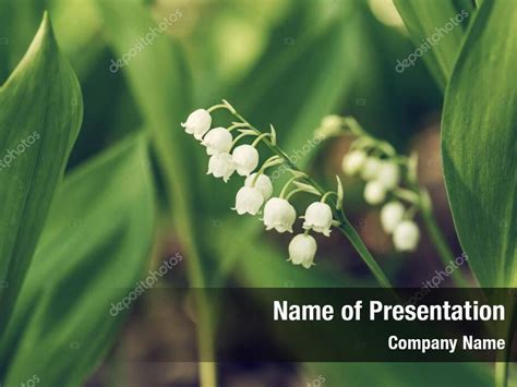 Lily Of The Valley Lilly Of The Valley Fresh Powerpoint Template Lily