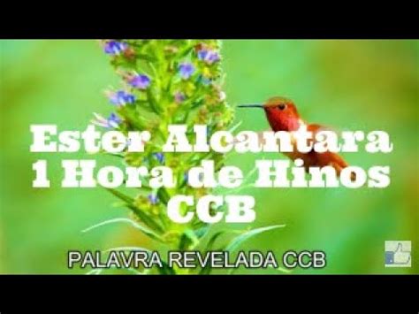 Ester Alcantara 1 Hora De Hinos CCB YouTube