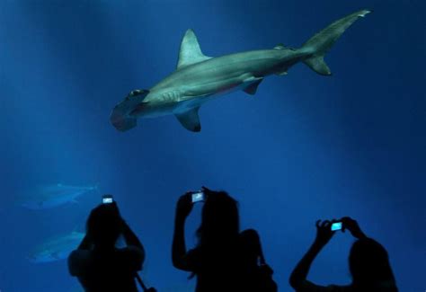 Hammerhead Shark Exhibit Monterey Bay Aquarium Monterey Bay