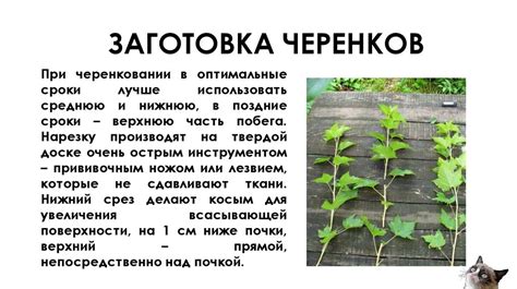 Зелёное черенкование - online presentation