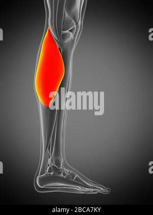 Illustration Der Gastrocnemius Muskel Stockfotografie Alamy