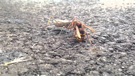 Battle Bugs Extreme Hornet Vs Praying Mantis Fight To The Death Youtube