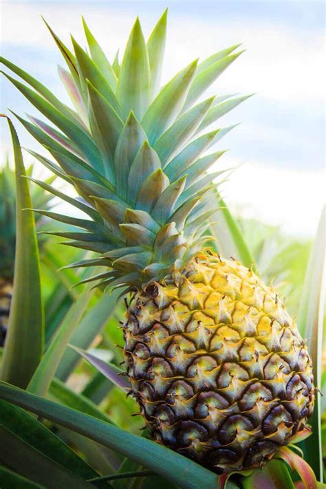 The Complete Guide To Growing Pineapples At Home