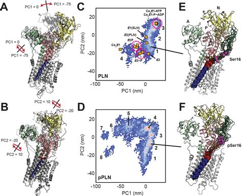 Structural Basis For Allosteric Control Of The Serca Phospholamban