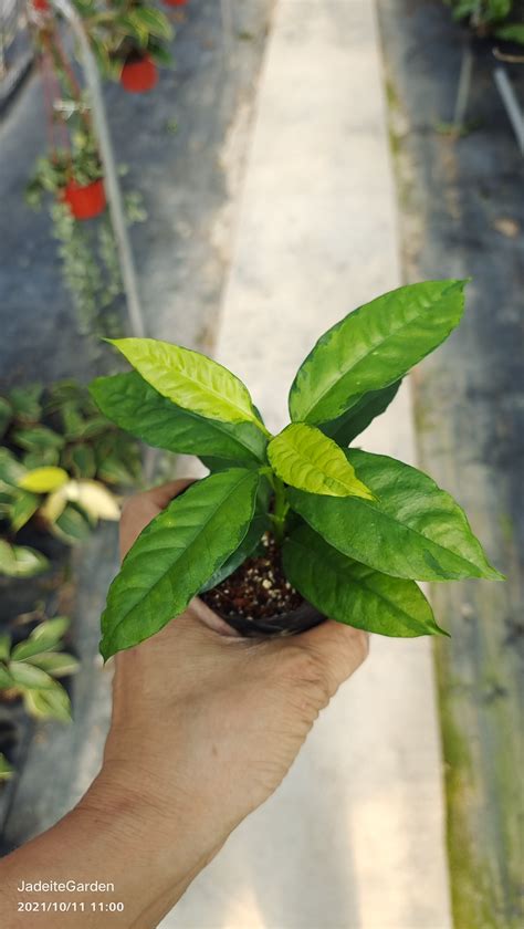 Hoya Multiflora Variegatahoya