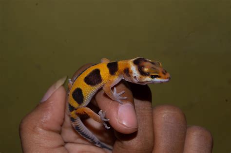 hand held tame leopard gecko lizard 9743432 Stock Photo at Vecteezy