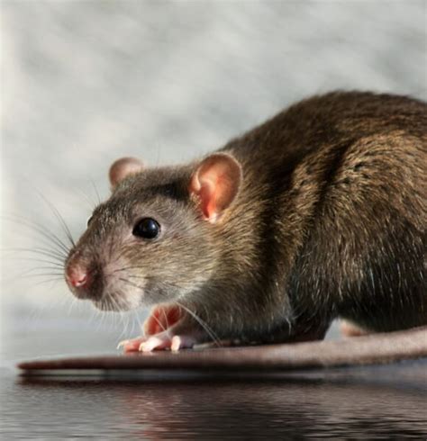 Dératisation des rats et des souris en Occitanie DKM Experts